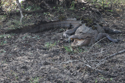 Mugger Crocodile