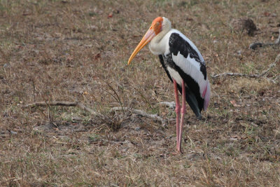 Painted Stork