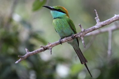 Green Bee-eater