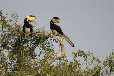 Malabar Pied Hornbill