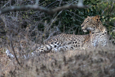 Leopard