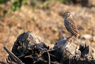 Jerdon's Bushlark
