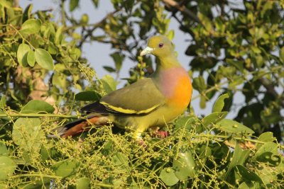 Orange-breasted Green Pigeon