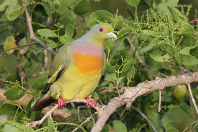 02017 - Orange-breasted Green Pigeon - Treron bicinctus
