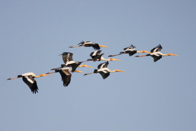 Painted Stork
