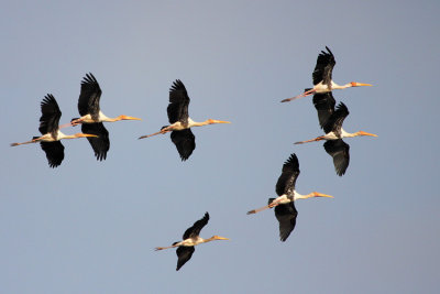 Painted Stork