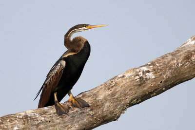 Oriental Darter