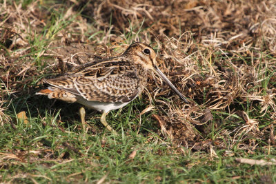 Pin-tailed Snipe