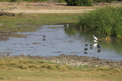 Bundala National Park