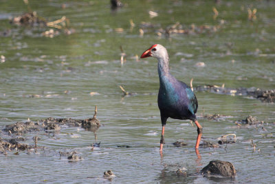 Purple Swamphen