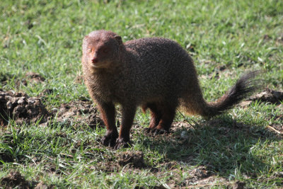 Ruddy Mongoose