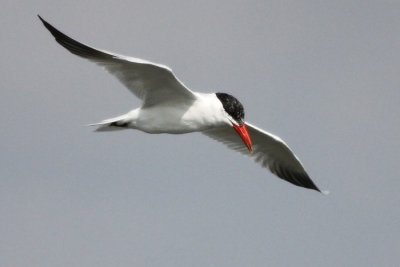Caspian Tern