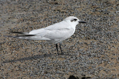 01726 - Gull-billed Tern - Gelochelidon nilotica