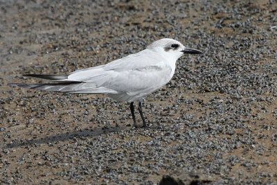 Gull-billed Tern