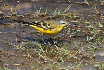 09547 - Western Yellow Wagtail - Motacilla flava