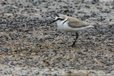 Kentish Plover