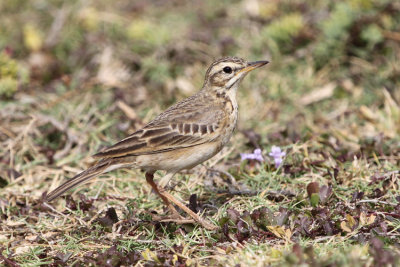 09569 - Paddyfield Pipit - Anthus rufulus