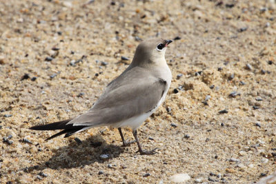 Small Pratincole