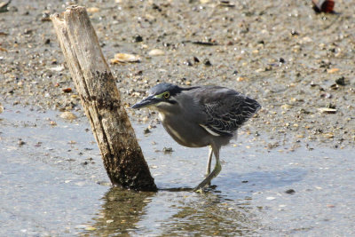 Striated Heron