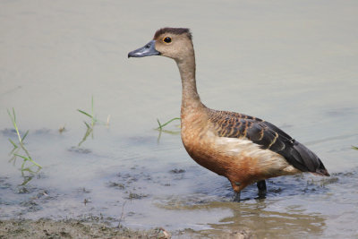 00072 - Lesser Whistling Duck - Dendrocygna javanica
