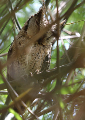 02352 - Indian Scops Owl - Otus bakkamoena