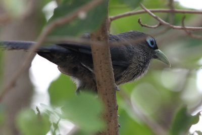 Blue-faced Malkoha