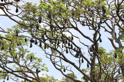 Indian Flying Fox