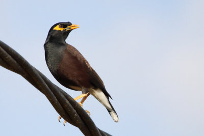 Common Myna