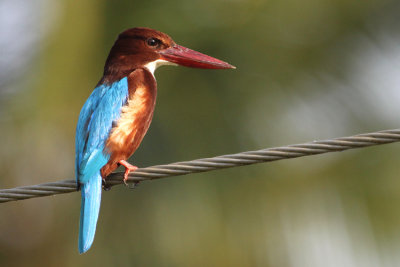 03243 - White-throated Kingfisher - Halcyon smyrnensis