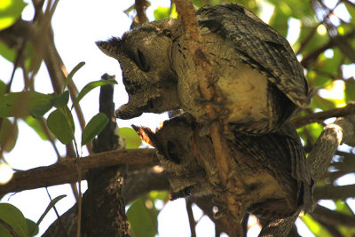 Indian Scops Owl