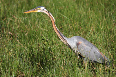 Purple Heron