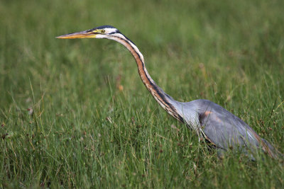 Purple Heron