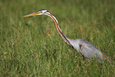 Purple Heron