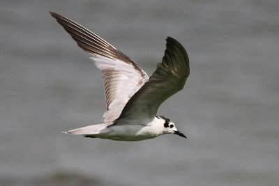 White-winged Tern