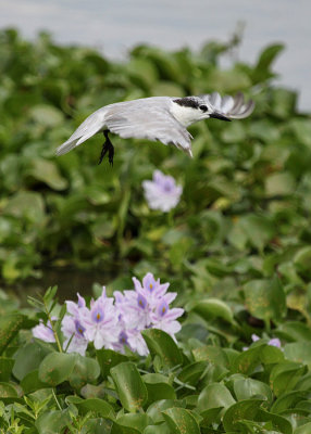 White-winged Tern