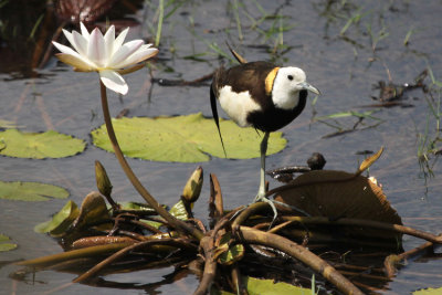 01541 - Pheasant-tailed Jacana - Hydrophasianus chirurgus