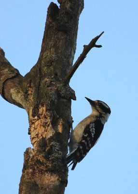 03754 - Hairy Woodpecker - Picoides villosus