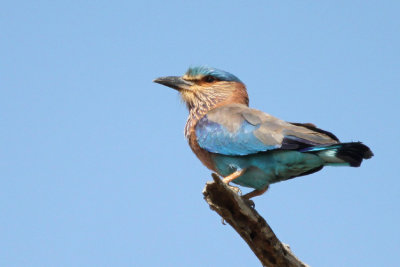 03199 - Indian Roller - Coracias benghalensis