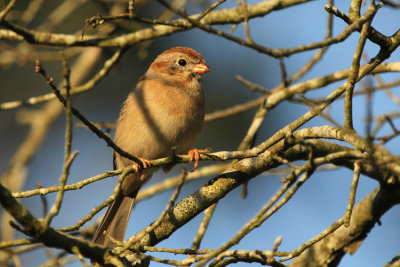 Field Sparrow