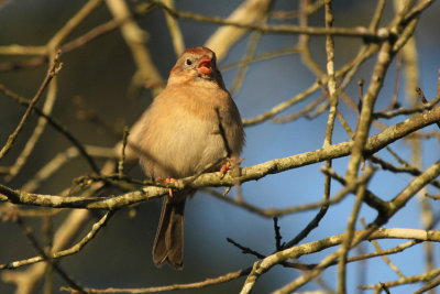 Field Sparrow