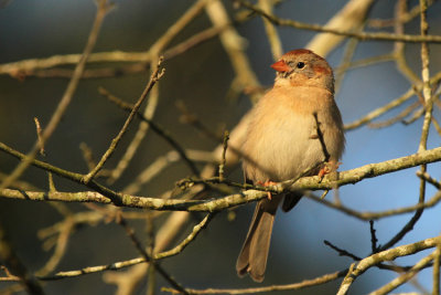 Field Sparrow