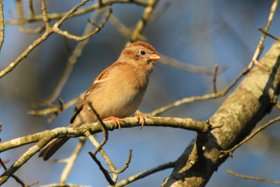 10132 - Field Sparrow - Spizella pusilla