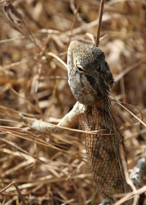 Common Garden Lizard