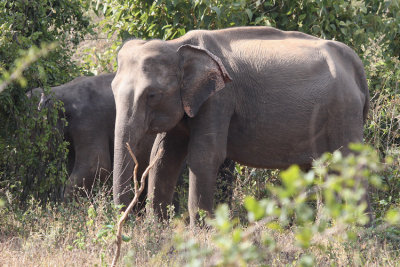 Indian Elephant