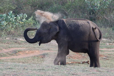 Indian Elephant