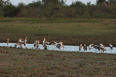 Painted Stork