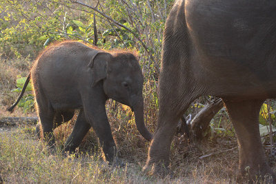 Indian Elephant