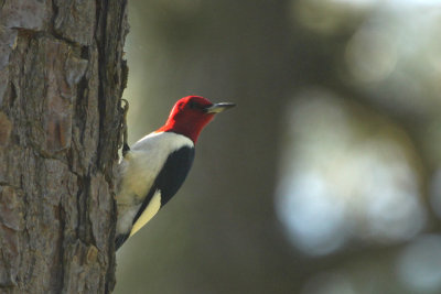 03674 - Red-headed Woodpecker - Melanerpes erythrocephalus