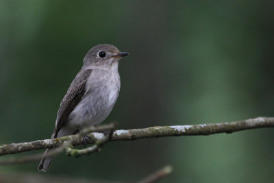 08729 - Asian Brown Flycatcher - Muscicapa latirostris