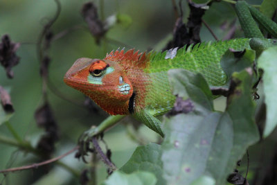 Green Garden Lizzard